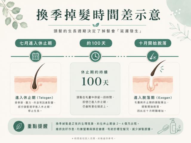 換季掉髮時間差示意：七月休止期到十月脫落