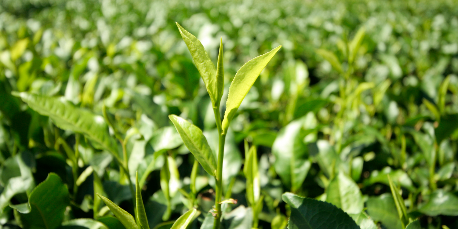 紅玉紅茶(台茶18號)的起源與故事