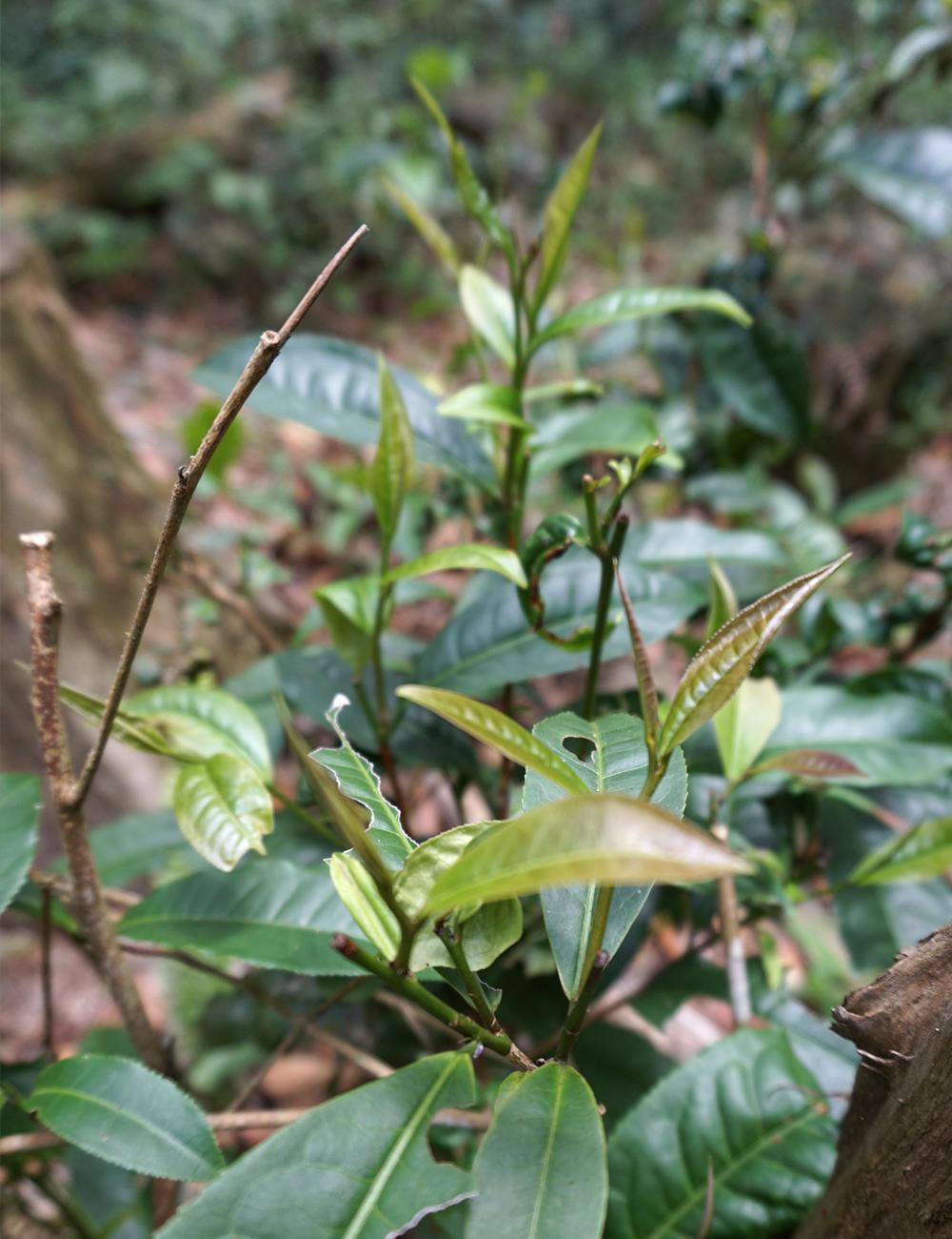 台灣野生山茶Camellia  sinensis  f. formosana