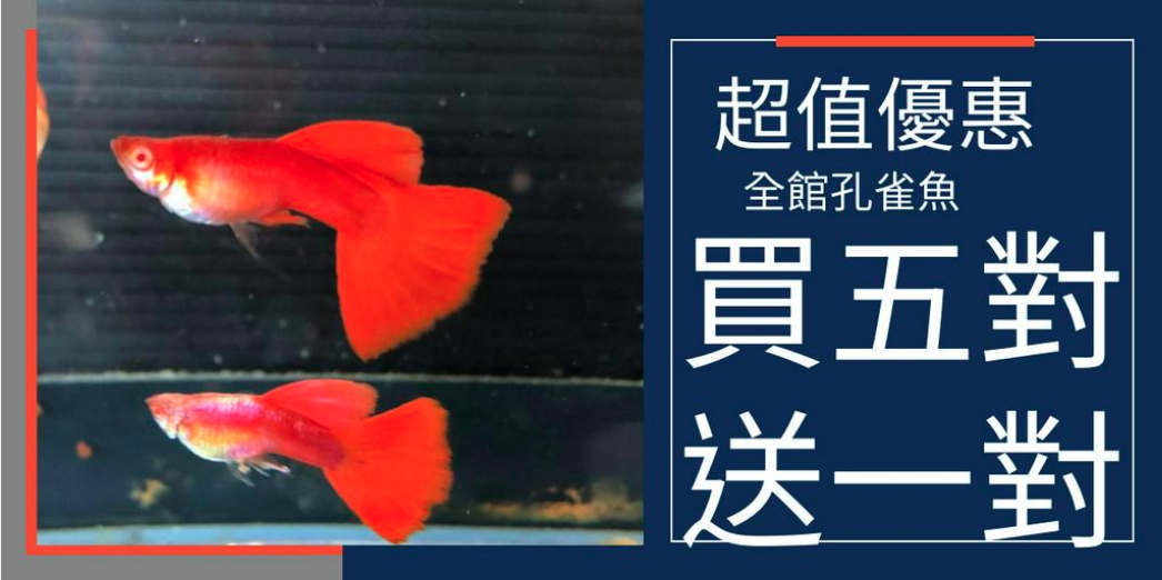 孔雀魚