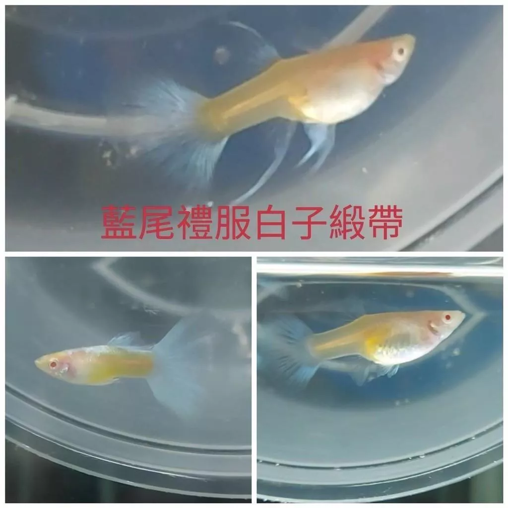 天空藍白子緞帶 一組三隻  孔雀對魚 品系魚●買五組送一組●