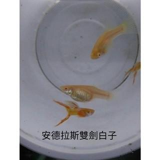 安德拉斯白子雙劍孔雀 孔雀魚 品系魚●買五對送一對●