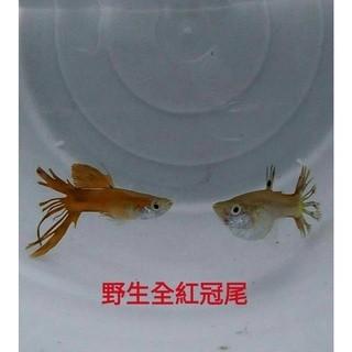 野生全紅冠尾 孔雀對魚 品系魚●買五對送一對●