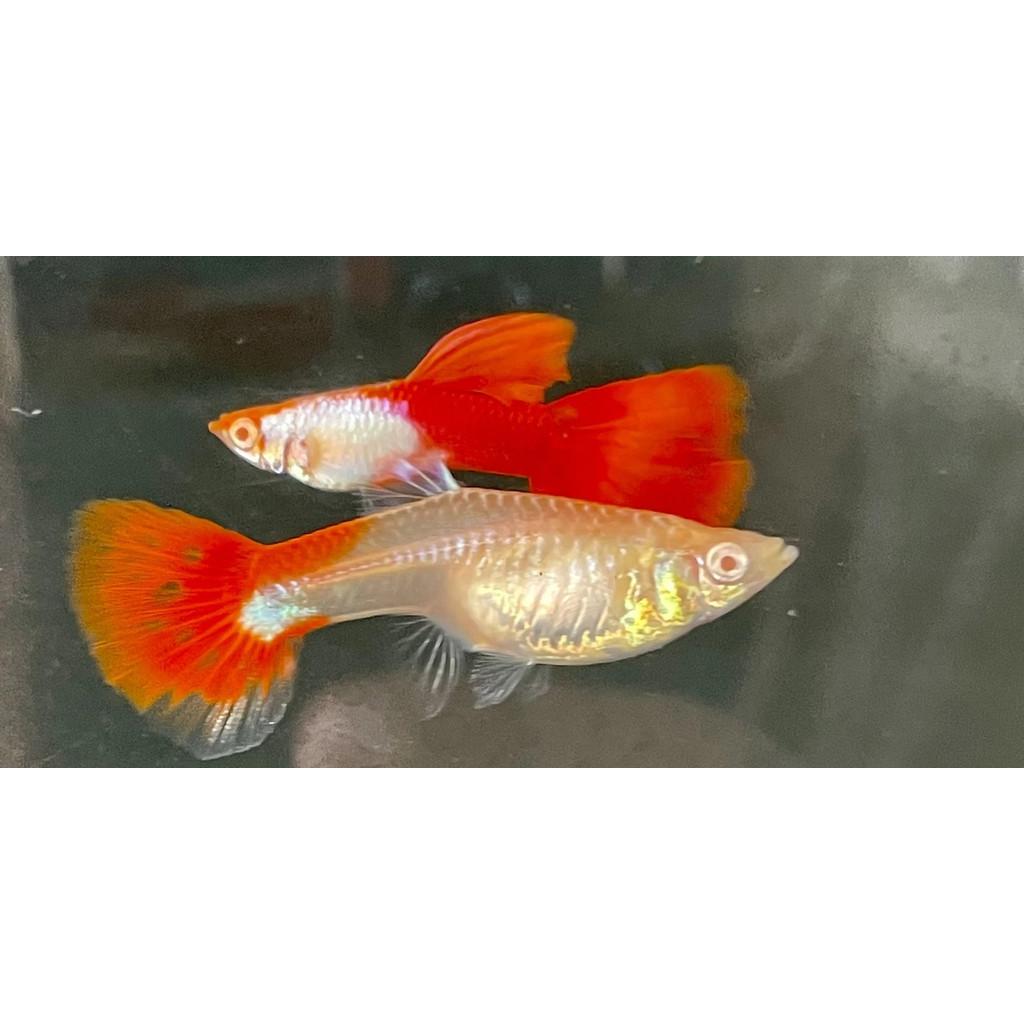 白金全紅白子孔雀魚●買五對送一對●