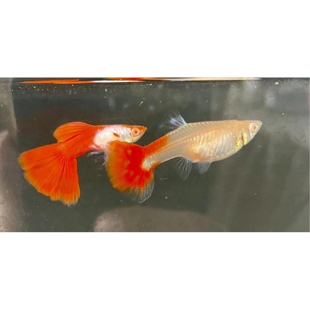 白金全紅白子孔雀魚●買五對送一對●