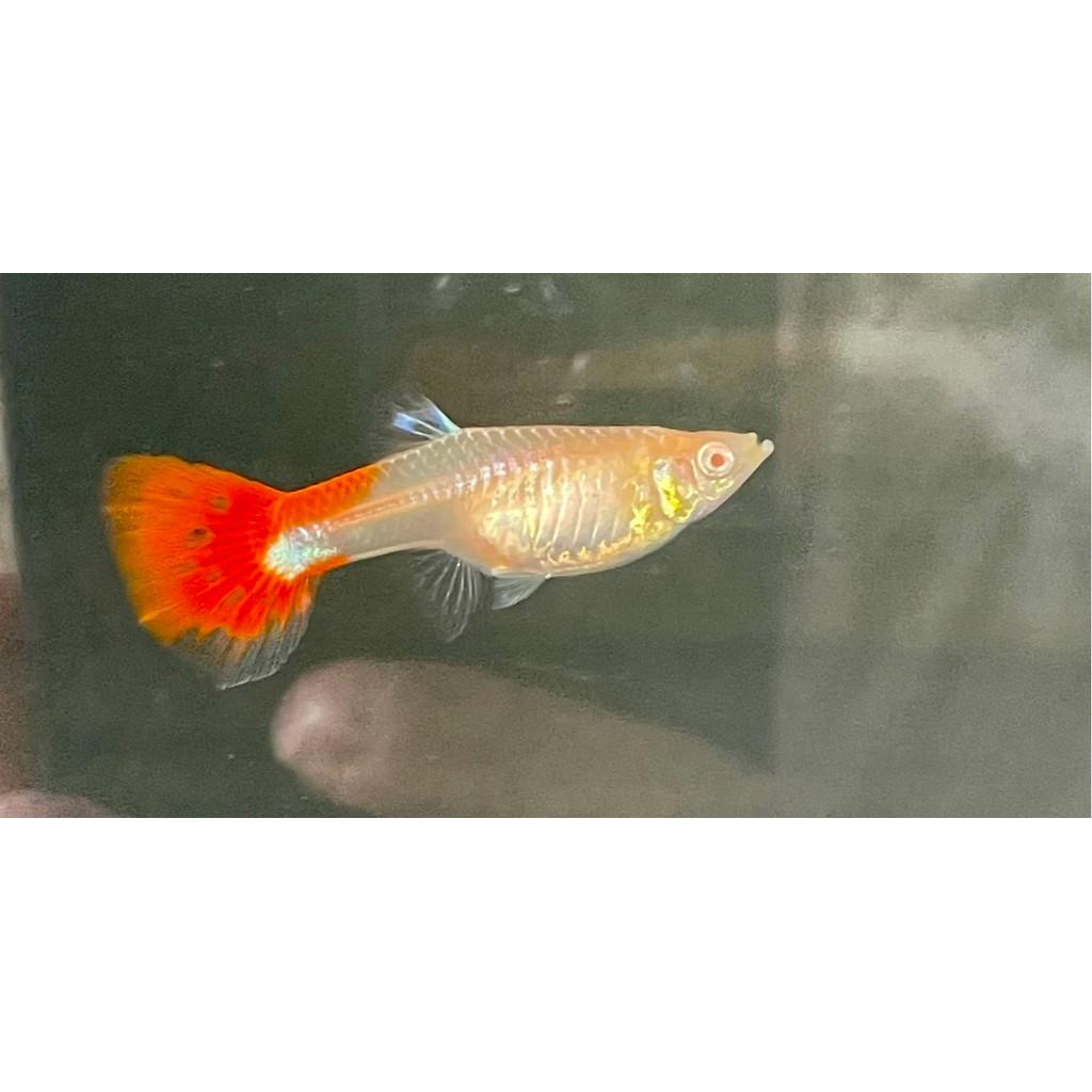 白金全紅白子孔雀魚●買五對送一對●