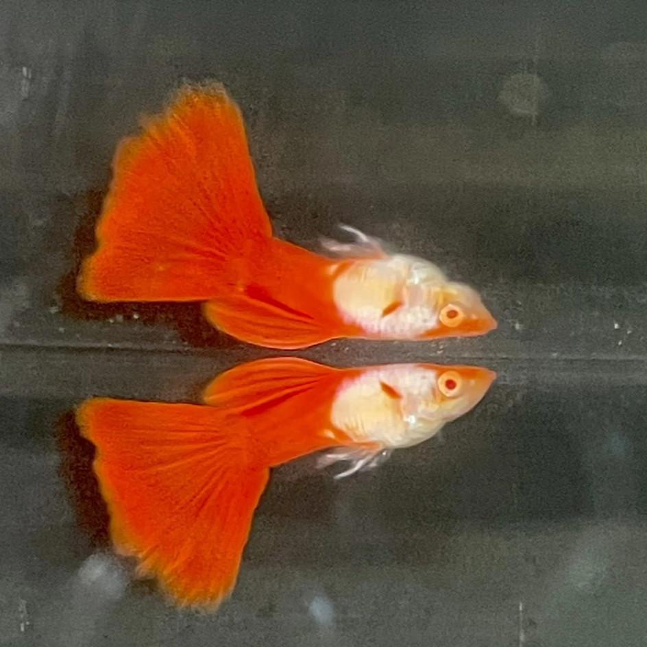 白金全紅白子孔雀魚●買五對送一對●