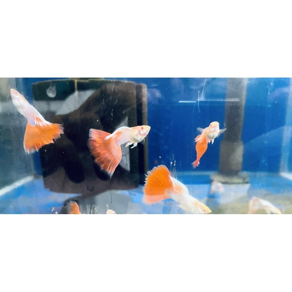 天空藍白子出紅 孔雀魚 品系魚●買五對送一對●