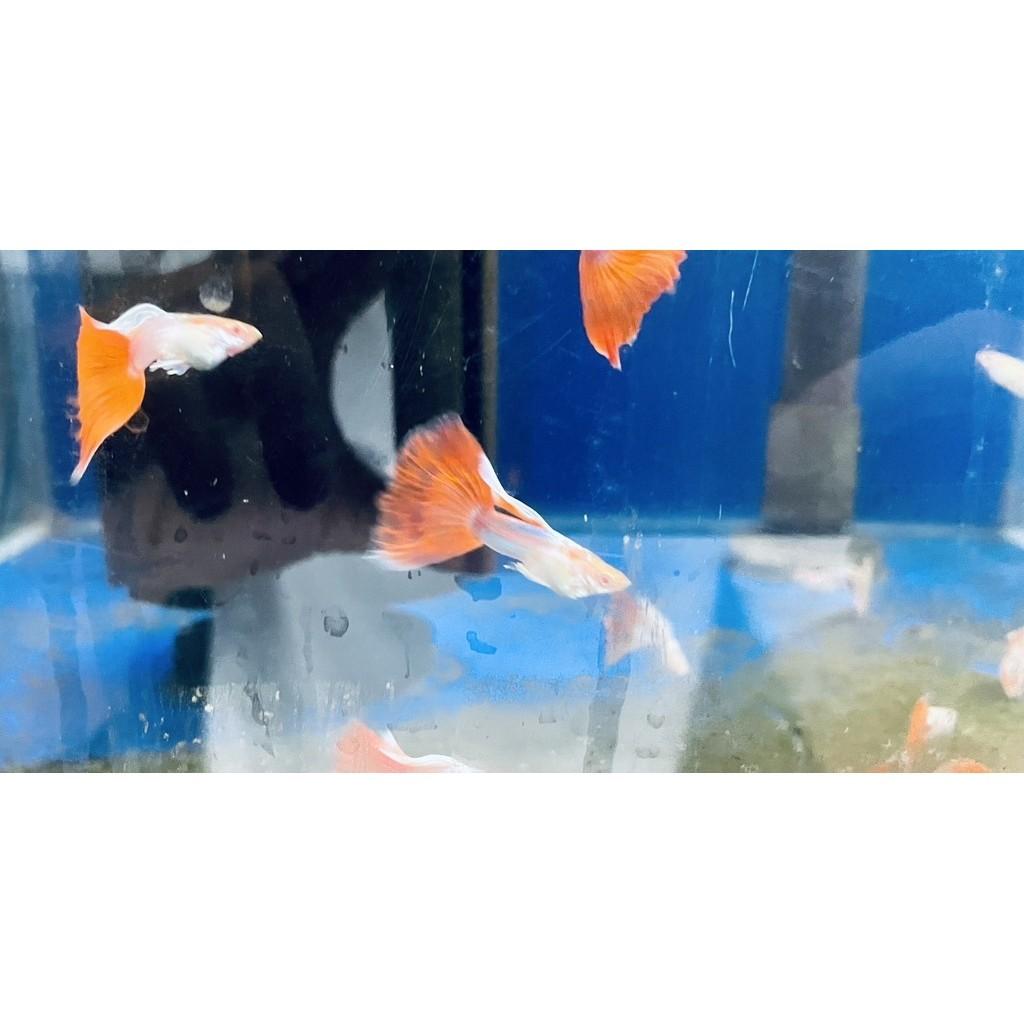 天空藍白子出紅 孔雀魚 品系魚●買五對送一對●