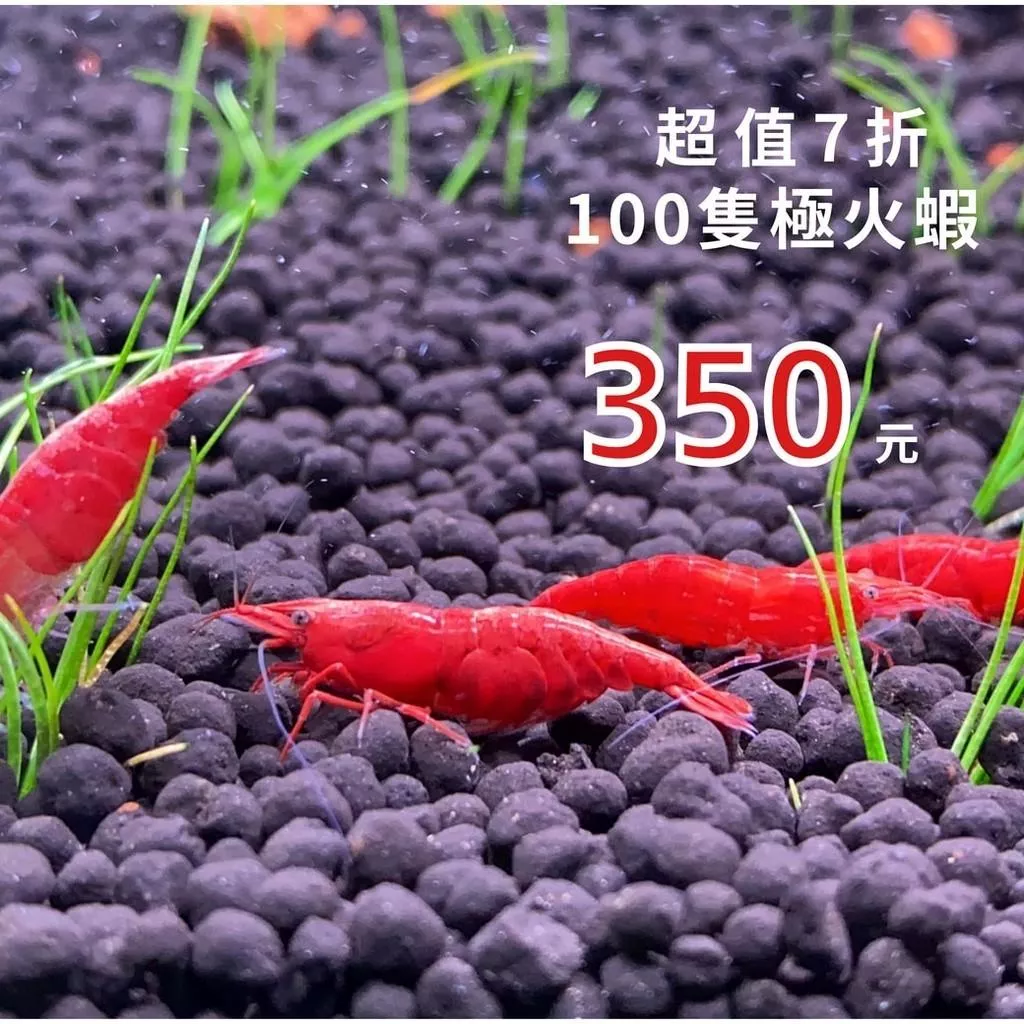 極火蝦100隻特價區 繁殖場嚴選直出