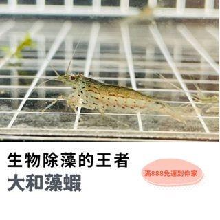 大和藻蝦 除藻 生物除藻 水族 最熱銷除藻生物