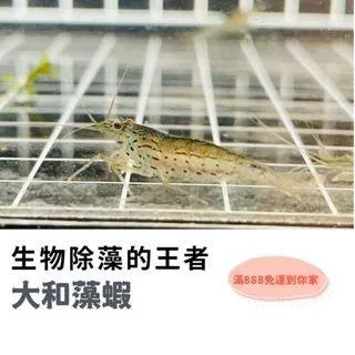 大和藻蝦 除藻 生物除藻 水族 最熱銷除藻生物