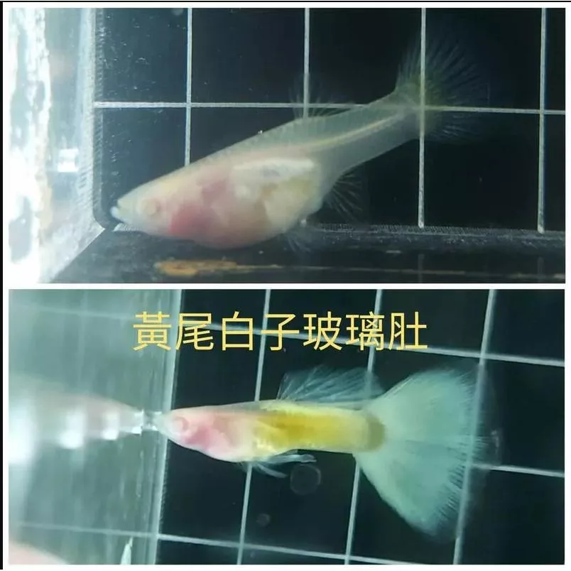黃尾白子玻璃肚 孔雀魚 品系魚●買五對送一對●