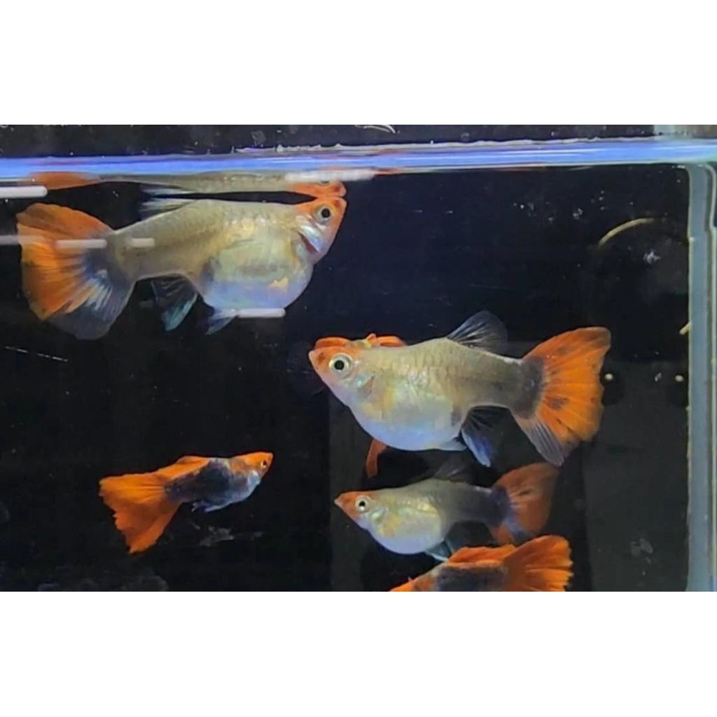 短身丹頂禮服 水族 孔雀魚 孔雀對魚 品系魚 觀賞魚飼料 造景 高級模型●買五對送一對●