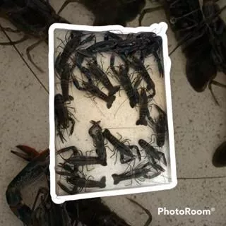 澳洲淡水小龍蝦 澳洲龍蝦 6-12公分 秤斤 可食用、觀賞