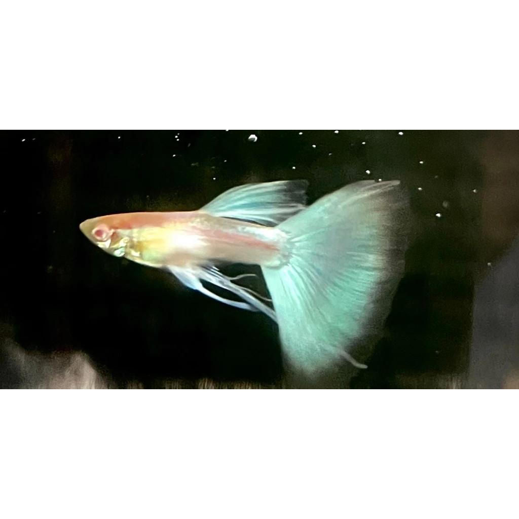 天空藍白子緞帶公 水族 高仿真模型 品系魚 孔雀觀賞魚 品系魚 觀賞魚飼料 造景 高級釣餌●買五對送一對● 