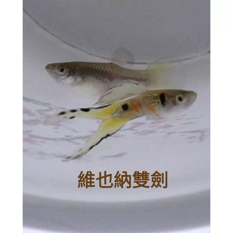 維也納雙劍孔雀 水族 高仿真模型 孔雀對魚 品系魚 觀賞魚飼料 造景 高級模型●買五對送一對●
