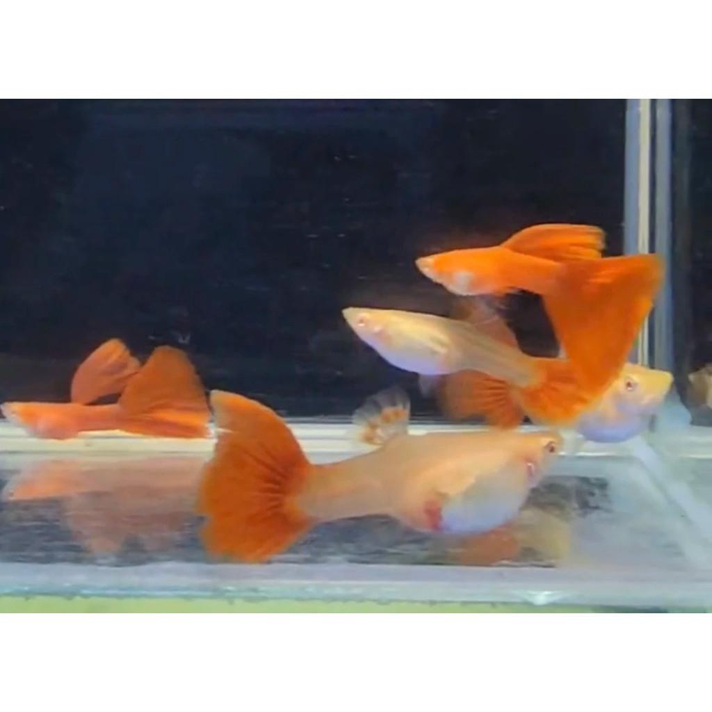 全紅白子 ★限量特大種魚★ 品系魚 ●買五對送一對●