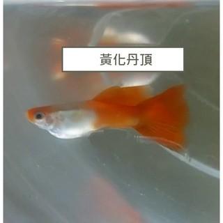 黃化丹頂孔雀 孔雀對魚 品系魚●買五對送一對●