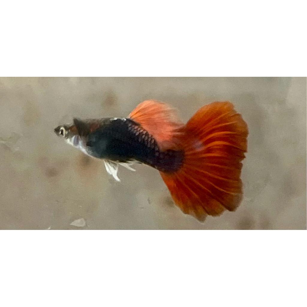 巴西紅扇 孔雀對魚 品系魚●買五對送一對●