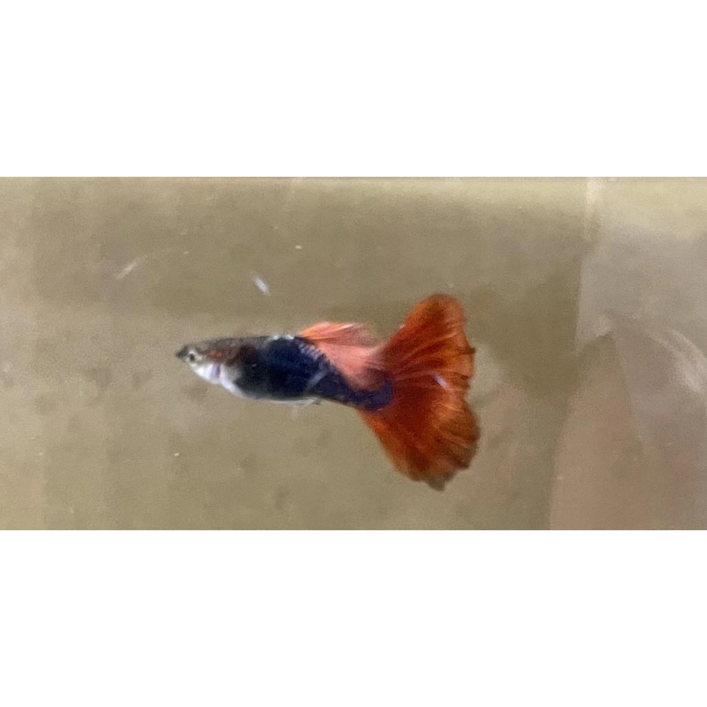 巴西紅扇 孔雀對魚 品系魚●買五對送一對●