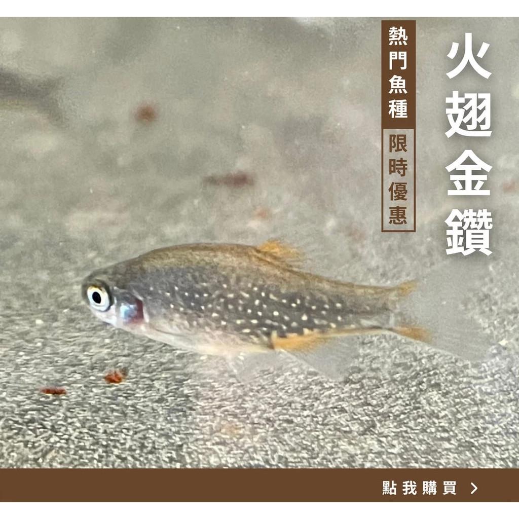 火翅金鑽 火翅金鑽燈 超熱門水族魚種