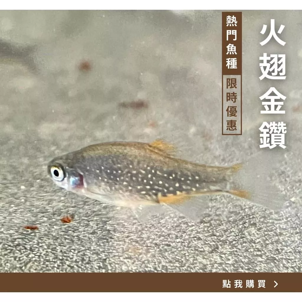 火翅金鑽 火翅金鑽燈 超熱門水族魚種
