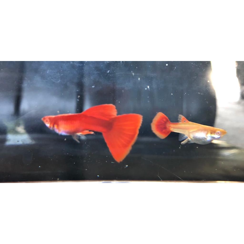 全紅白子 孔雀魚 品系魚●買五對送一對●