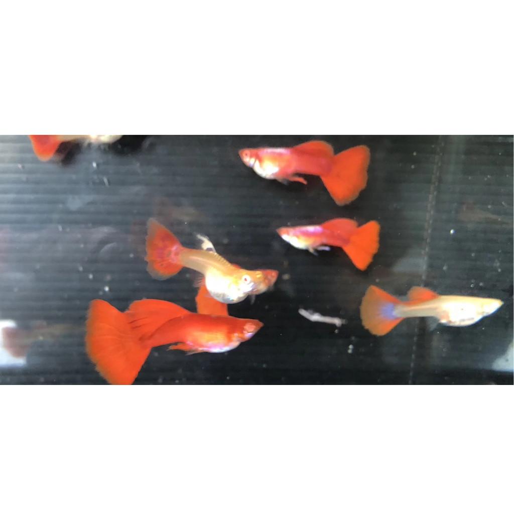 全紅白子 孔雀魚 品系魚●買五對送一對●