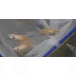 天空藍白子燕尾孔雀魚一組三隻