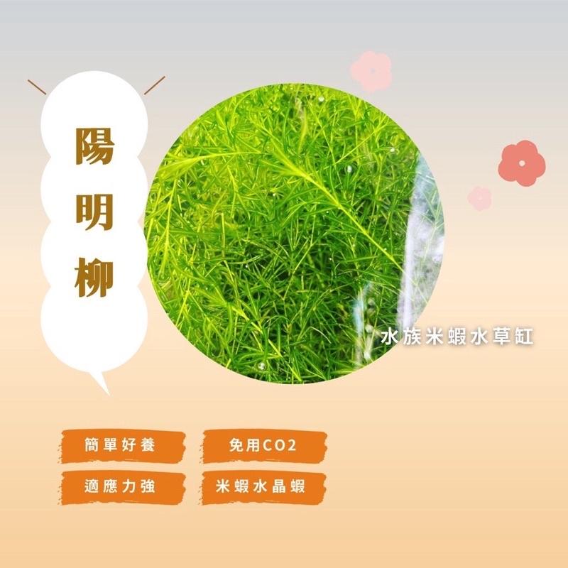 水草 楊明柳 陽明柳 竹節草 魚蝦掩蔽物 螯蝦龍蝦飼料