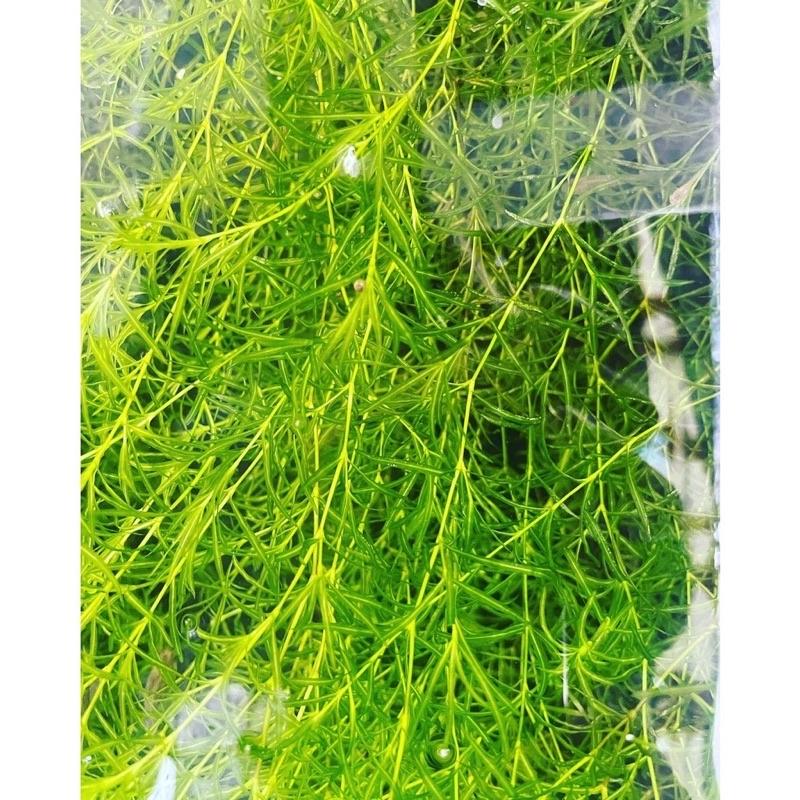 水草 楊明柳 陽明柳 竹節草 魚蝦掩蔽物 螯蝦龍蝦飼料