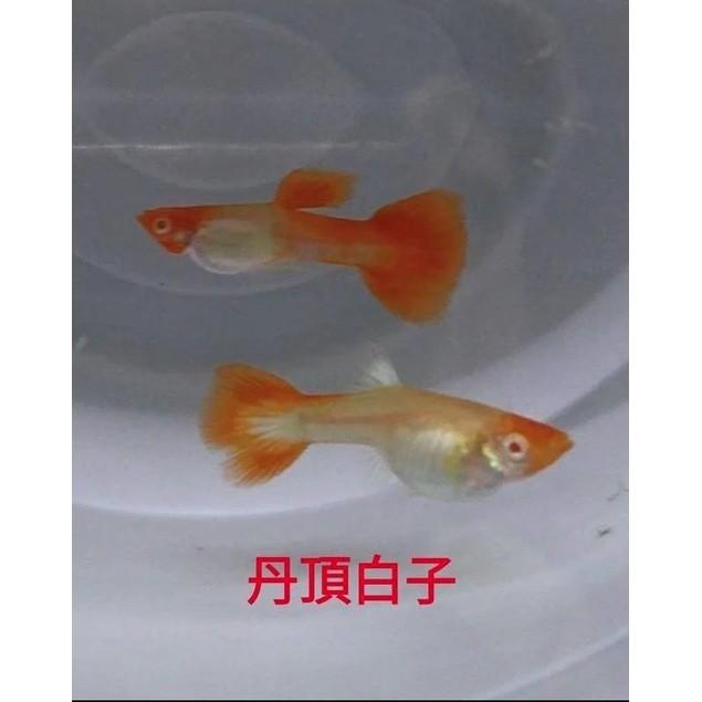 丹頂白子孔雀魚●買五對送一對●