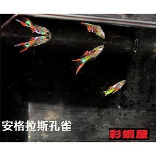 安德拉斯雙劍孔雀(公魚)  買五隻送一隻