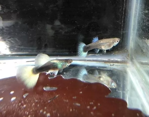 黃尾禮服 孔雀魚 品系魚●買五對送一對●