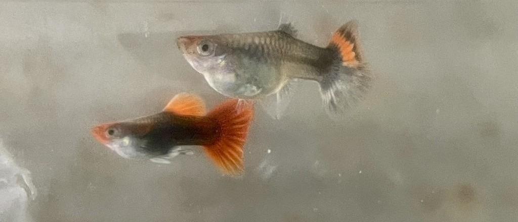 丹頂禮服 孔雀魚 品系魚●買五對送一對●