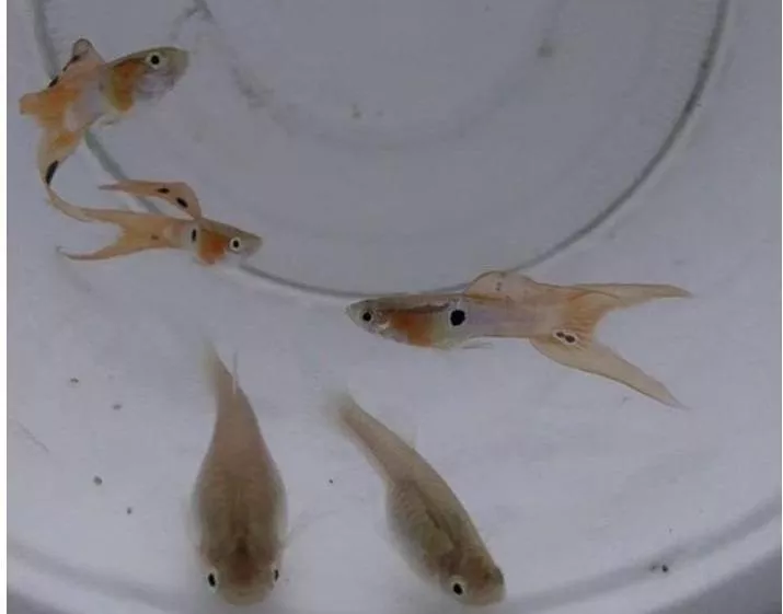 日本藍紅雙劍孔雀 品系魚●買五對送一對●