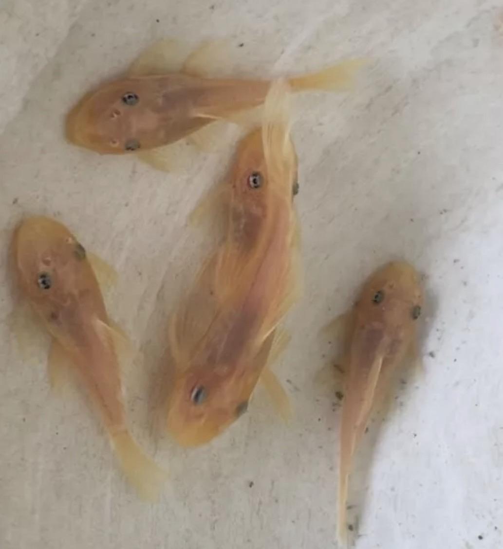 藍眼大帆 藍眼鬍子 異形 3-5CM 除藻 除殘餌 魚缸清道夫