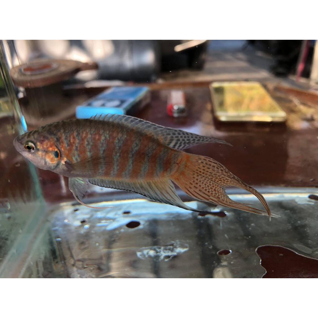 蓋斑鬥魚 台灣鬥魚 3~7公分