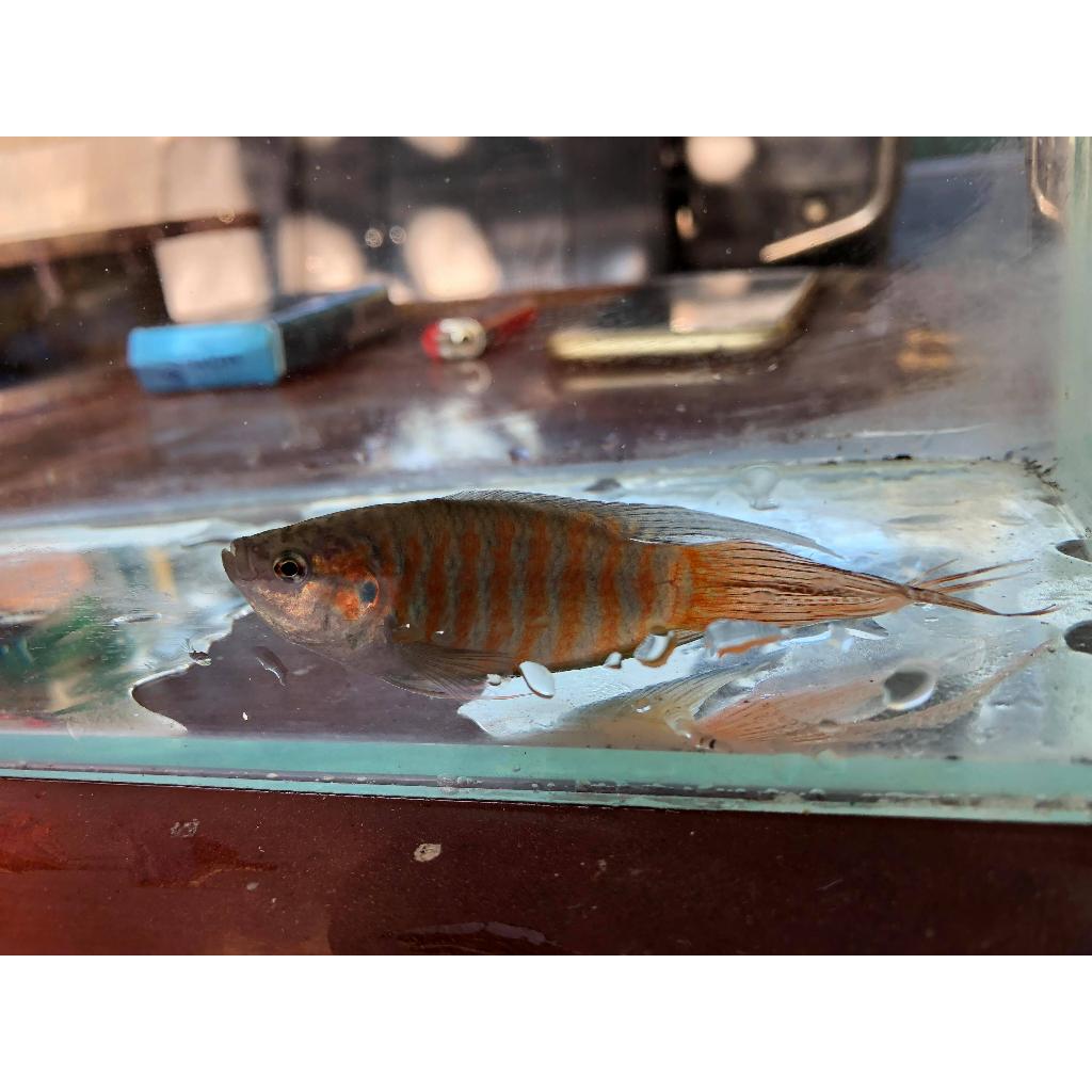 蓋斑鬥魚 台灣鬥魚 3~7公分