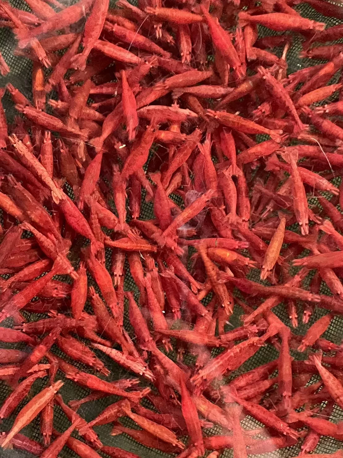 極火蝦(單隻)米蝦  觀賞蝦