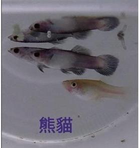 熊貓孔雀魚●買五對送一對●