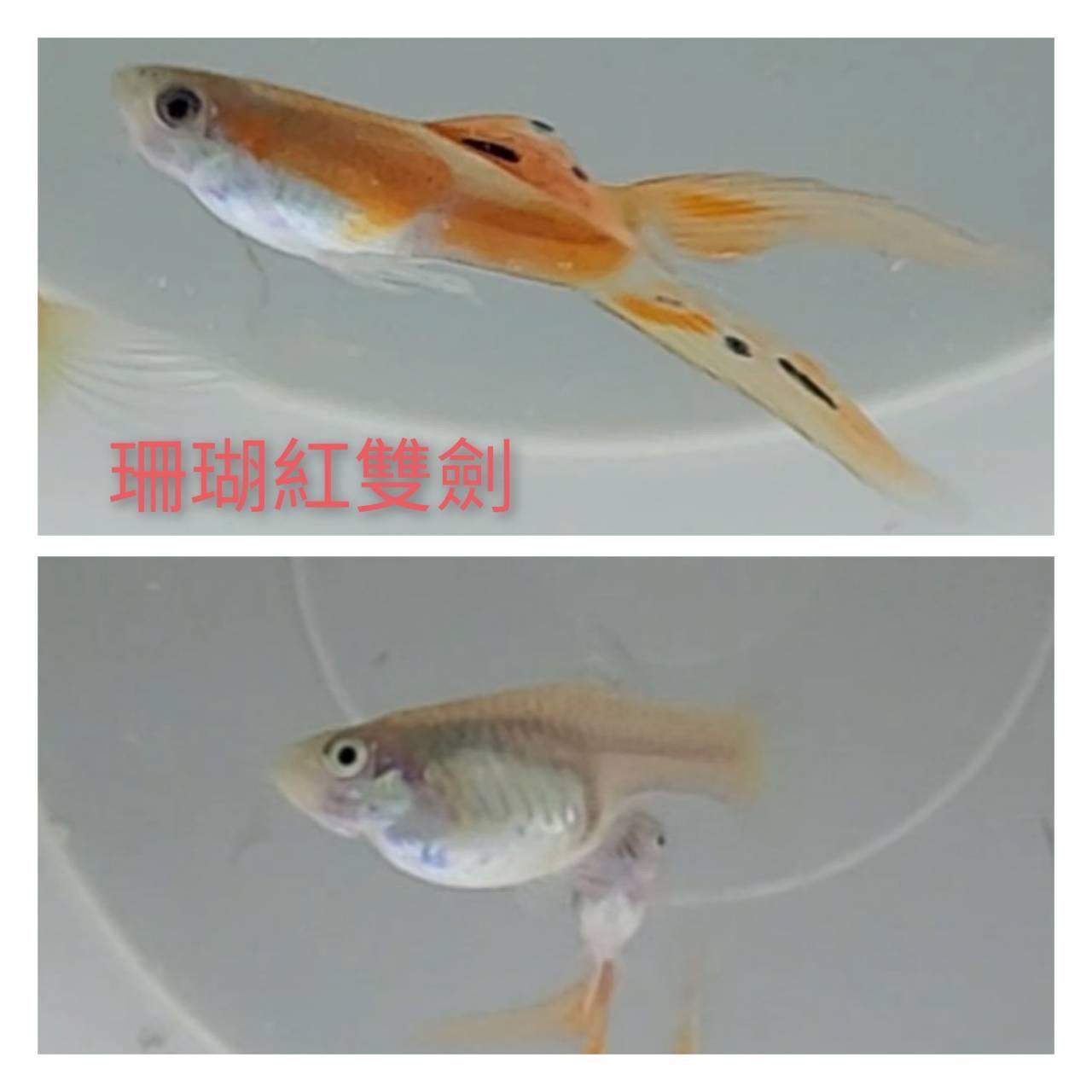 珊瑚紅雙劍孔雀魚●買五對送一對●