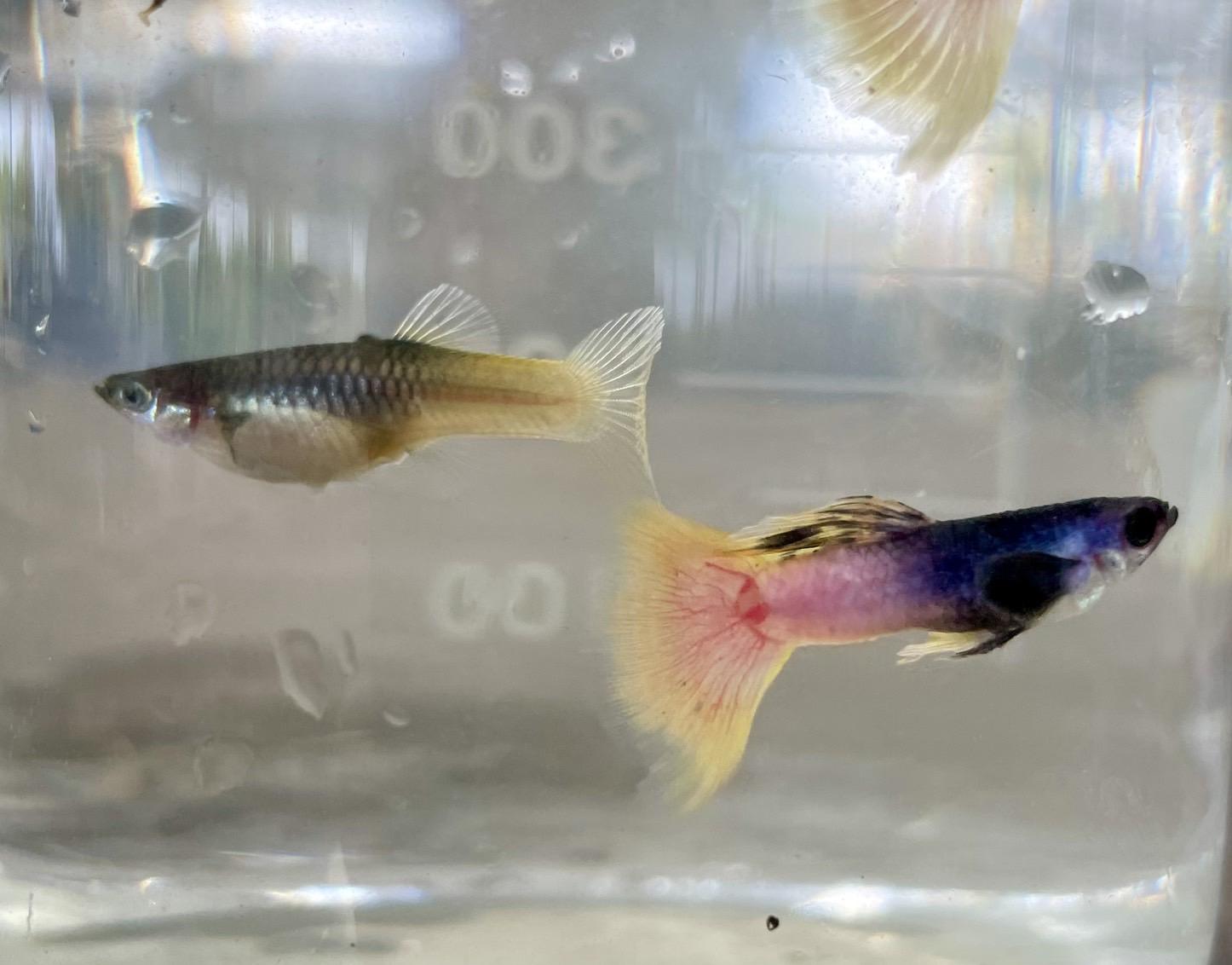 熊貓大耳孔雀魚●買五對送一對●