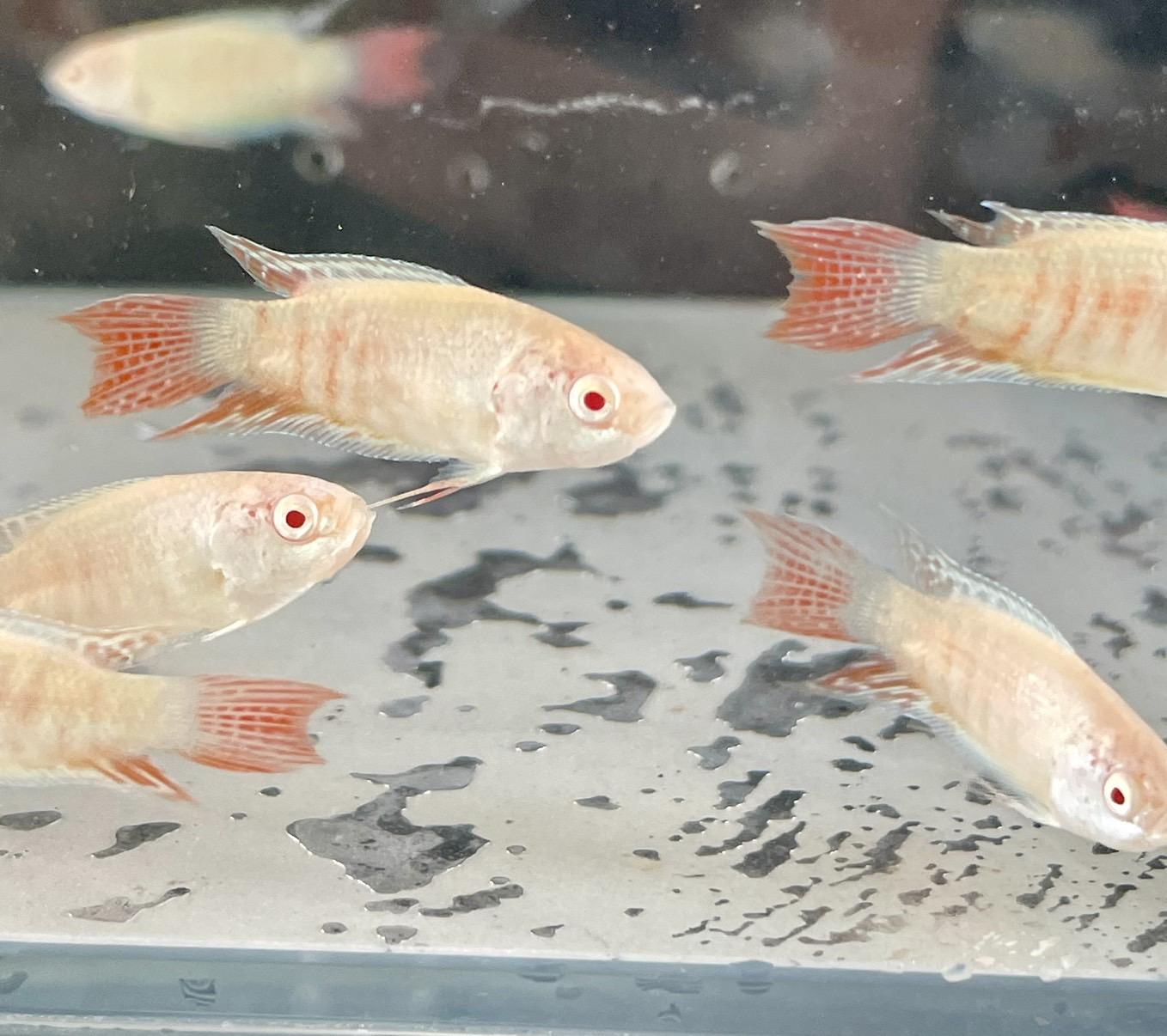 紅眼白子蓋斑鬥魚 3-4公分