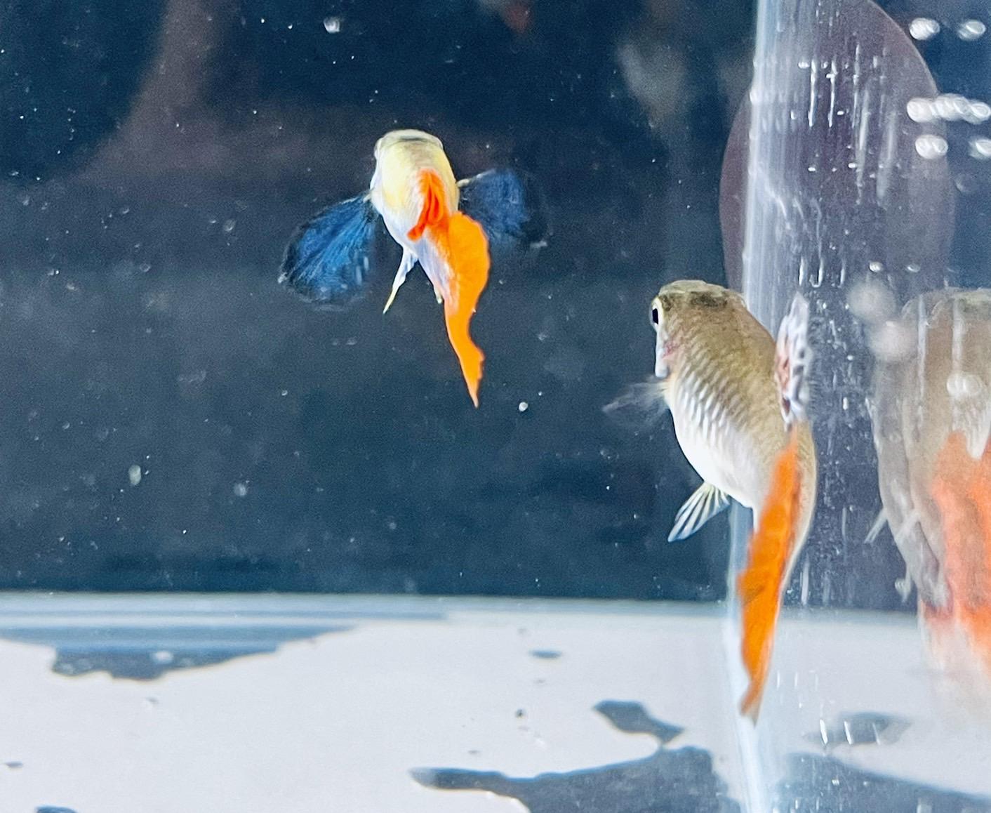 大耳馬賽克 孔雀魚 ●買五對送一對●