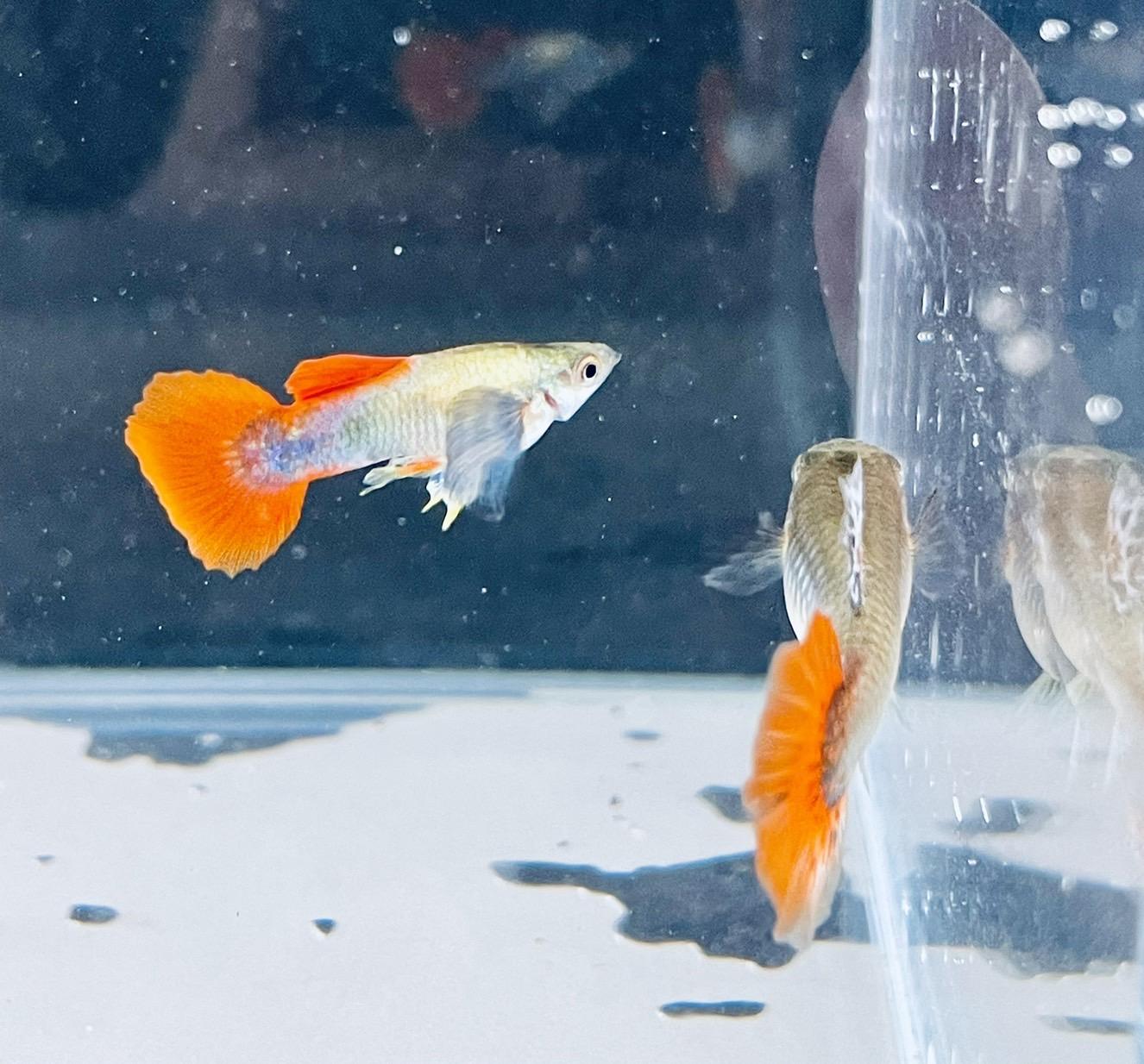 大耳馬賽克 孔雀魚 ●買五對送一對●