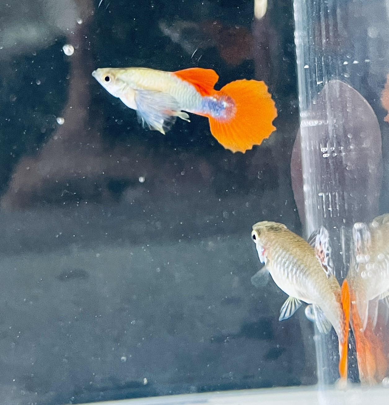 大耳馬賽克 孔雀魚 ●買五對送一對●