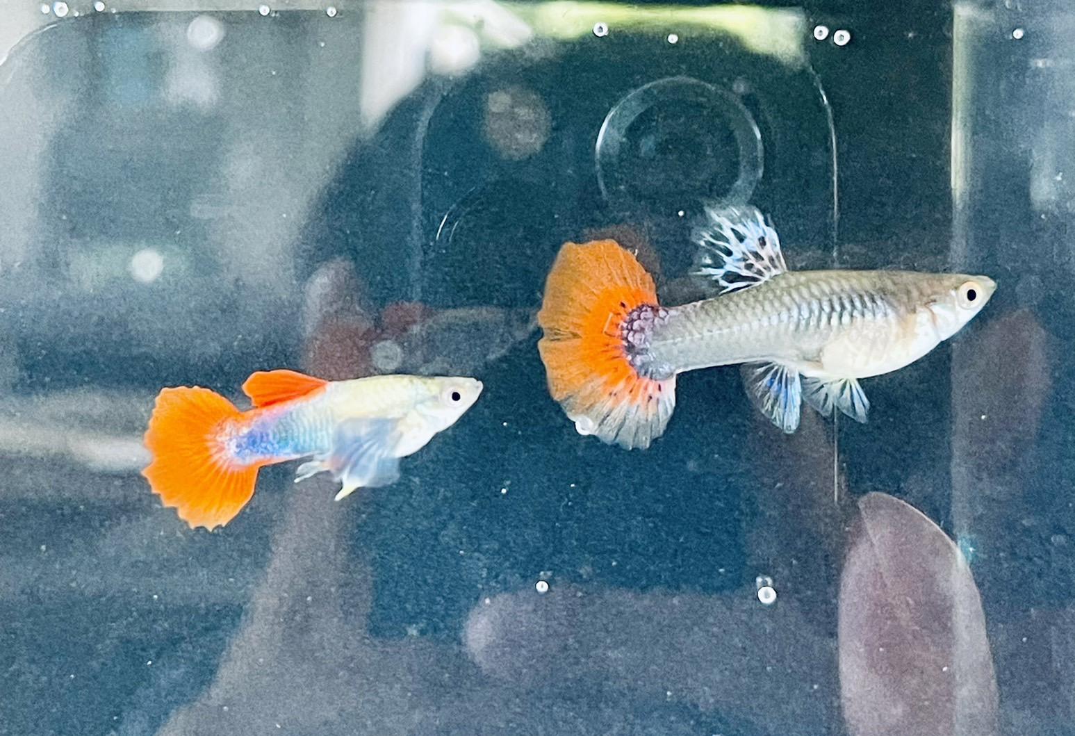 大耳馬賽克 孔雀魚 ●買五對送一對●