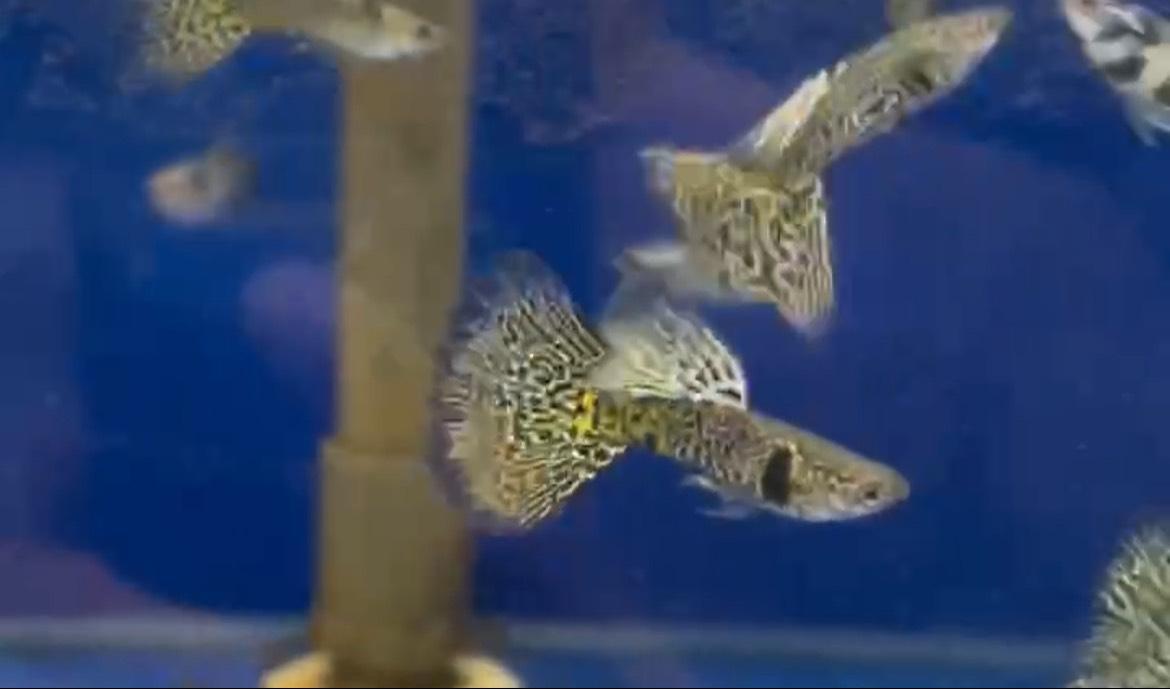 黃蕾絲蛇王 孔雀魚 ●買五對送一對●